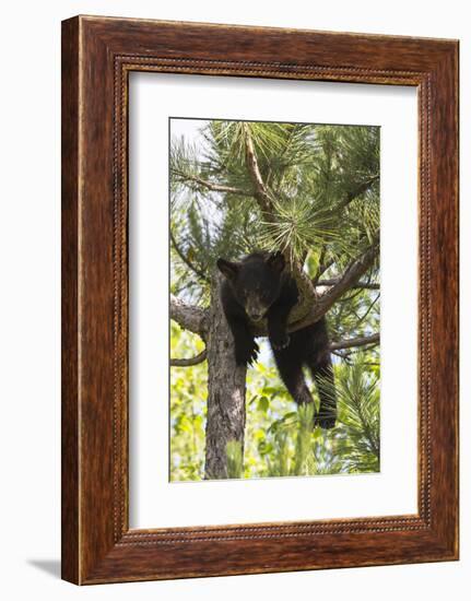 USA, Minnesota, Sandstone, Black Bear Cub Stuck in a Tree-Hollice Looney-Framed Photographic Print