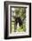 USA, Minnesota, Sandstone, Black Bear Cub Stuck in a Tree-Hollice Looney-Framed Photographic Print