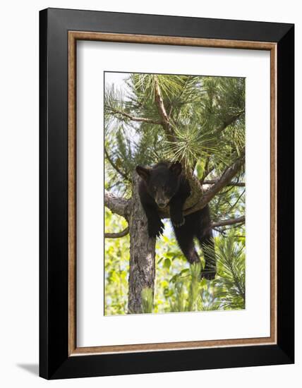 USA, Minnesota, Sandstone, Black Bear Cub Stuck in a Tree-Hollice Looney-Framed Photographic Print