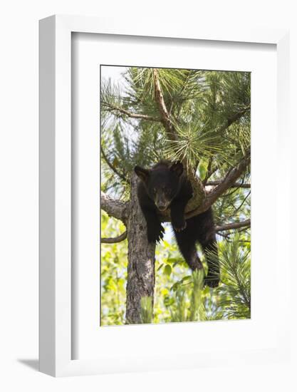 USA, Minnesota, Sandstone, Black Bear Cub Stuck in a Tree-Hollice Looney-Framed Photographic Print