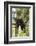 USA, Minnesota, Sandstone, Black Bear Cub Stuck in a Tree-Hollice Looney-Framed Photographic Print