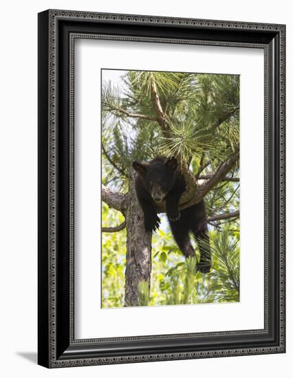 USA, Minnesota, Sandstone, Black Bear Cub Stuck in a Tree-Hollice Looney-Framed Photographic Print