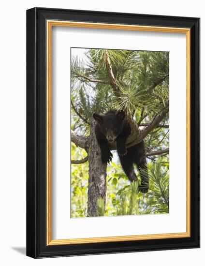 USA, Minnesota, Sandstone, Black Bear Cub Stuck in a Tree-Hollice Looney-Framed Photographic Print