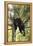 USA, Minnesota, Sandstone, Black Bear Cub Stuck in a Tree-Hollice Looney-Framed Premier Image Canvas