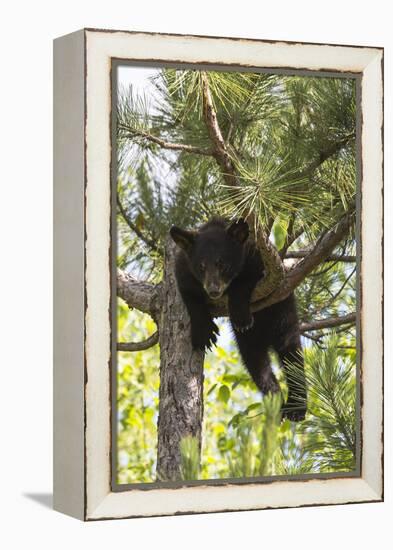 USA, Minnesota, Sandstone, Black Bear Cub Stuck in a Tree-Hollice Looney-Framed Premier Image Canvas