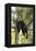 USA, Minnesota, Sandstone, Black Bear Cub Stuck in a Tree-Hollice Looney-Framed Premier Image Canvas