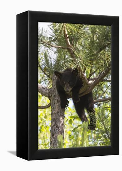 USA, Minnesota, Sandstone, Black Bear Cub Stuck in a Tree-Hollice Looney-Framed Premier Image Canvas