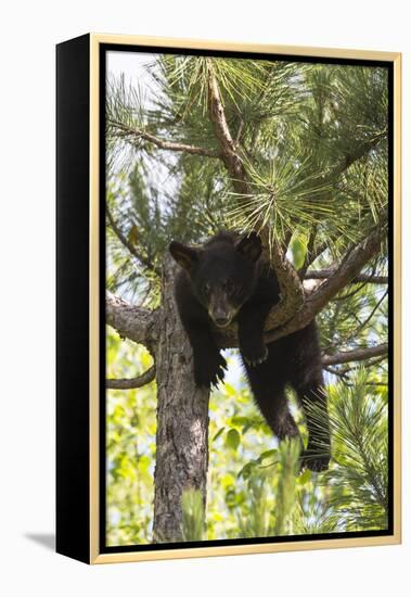 USA, Minnesota, Sandstone, Black Bear Cub Stuck in a Tree-Hollice Looney-Framed Premier Image Canvas