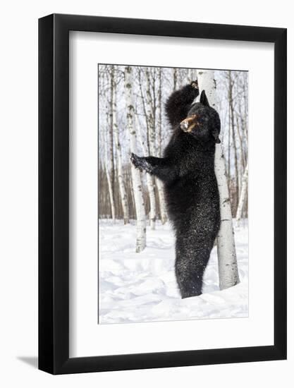 USA, Minnesota, Sandstone, Black Bear Scratching an Itch-Hollice Looney-Framed Photographic Print