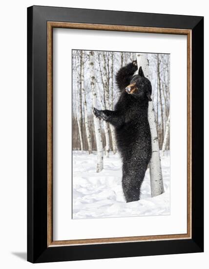 USA, Minnesota, Sandstone, Black Bear Scratching an Itch-Hollice Looney-Framed Photographic Print