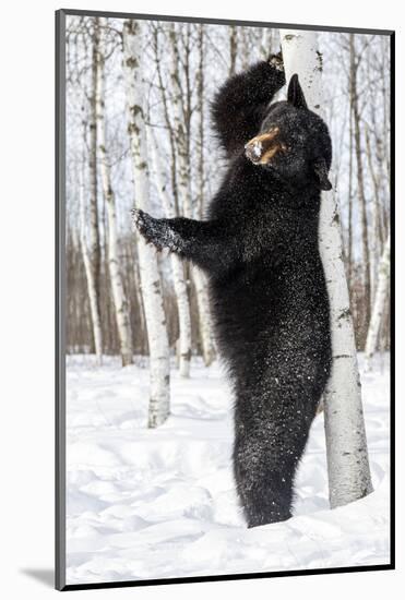 USA, Minnesota, Sandstone, Black Bear Scratching an Itch-Hollice Looney-Mounted Photographic Print