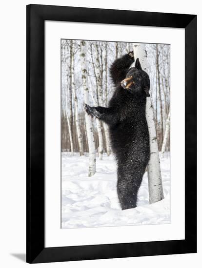 USA, Minnesota, Sandstone, Black Bear Scratching an Itch-Hollice Looney-Framed Premium Photographic Print