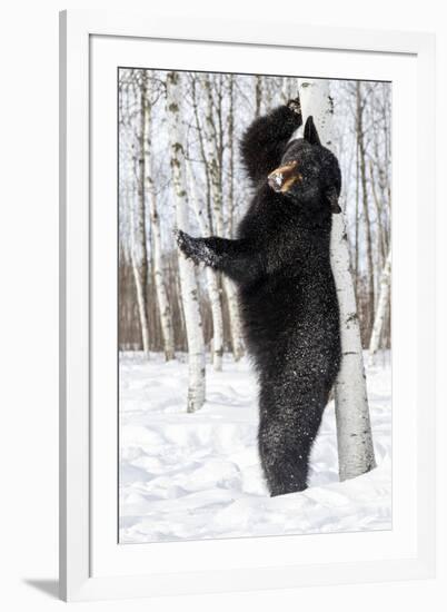 USA, Minnesota, Sandstone, Black Bear Scratching an Itch-Hollice Looney-Framed Premium Photographic Print