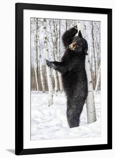 USA, Minnesota, Sandstone, Black Bear Scratching an Itch-Hollice Looney-Framed Premium Photographic Print