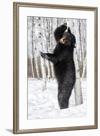 USA, Minnesota, Sandstone, Black Bear Scratching an Itch-Hollice Looney-Framed Premium Photographic Print