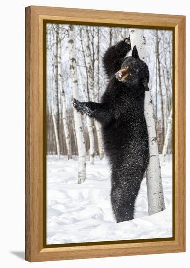 USA, Minnesota, Sandstone, Black Bear Scratching an Itch-Hollice Looney-Framed Premier Image Canvas