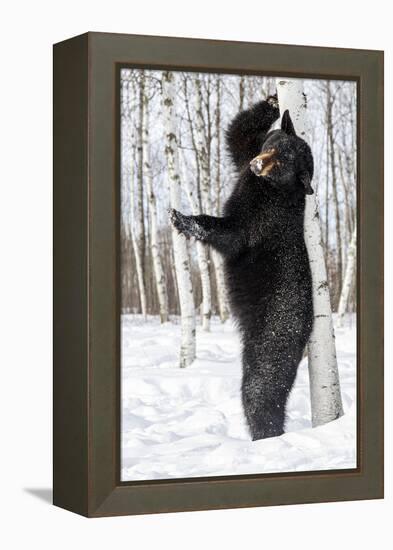 USA, Minnesota, Sandstone, Black Bear Scratching an Itch-Hollice Looney-Framed Premier Image Canvas