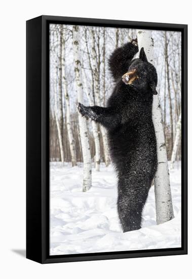 USA, Minnesota, Sandstone, Black Bear Scratching an Itch-Hollice Looney-Framed Premier Image Canvas