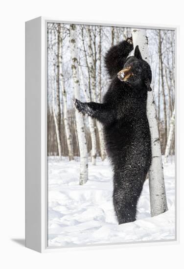 USA, Minnesota, Sandstone, Black Bear Scratching an Itch-Hollice Looney-Framed Premier Image Canvas