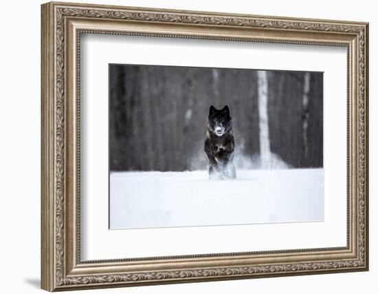 USA, Minnesota, Sandstone. Black wolf running through the snow-Hollice Looney-Framed Photographic Print