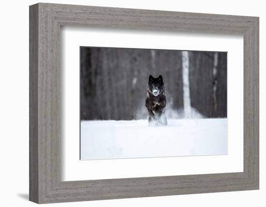 USA, Minnesota, Sandstone. Black wolf running through the snow-Hollice Looney-Framed Photographic Print