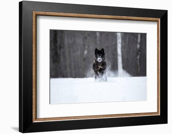 USA, Minnesota, Sandstone. Black wolf running through the snow-Hollice Looney-Framed Photographic Print