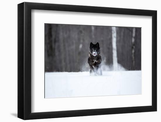 USA, Minnesota, Sandstone. Black wolf running through the snow-Hollice Looney-Framed Photographic Print