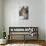 Usa, Minnesota, Sandstone, Bobcat growling-Hollice Looney-Premium Photographic Print displayed on a wall