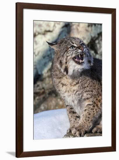 Usa, Minnesota, Sandstone, Bobcat growling-Hollice Looney-Framed Premium Photographic Print