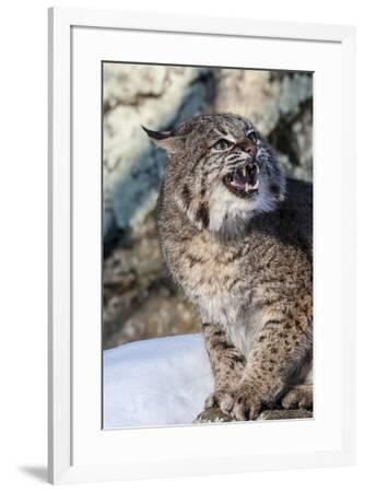 bobcat growl