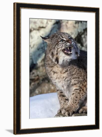 Usa, Minnesota, Sandstone, Bobcat growling-Hollice Looney-Framed Premium Photographic Print