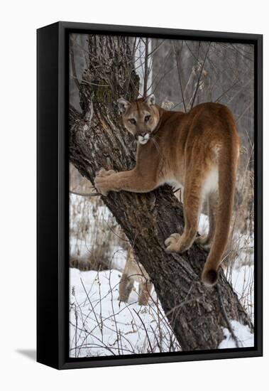 USA, Minnesota, Sandstone. Cougar climbing tree.-Hollice Looney-Framed Premier Image Canvas