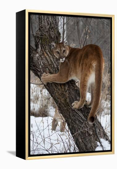 USA, Minnesota, Sandstone. Cougar climbing tree.-Hollice Looney-Framed Premier Image Canvas