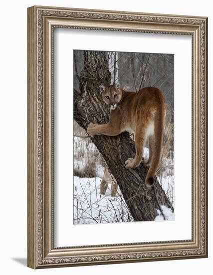 USA, Minnesota, Sandstone. Cougar climbing tree.-Hollice Looney-Framed Photographic Print