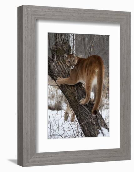 USA, Minnesota, Sandstone. Cougar climbing tree.-Hollice Looney-Framed Photographic Print