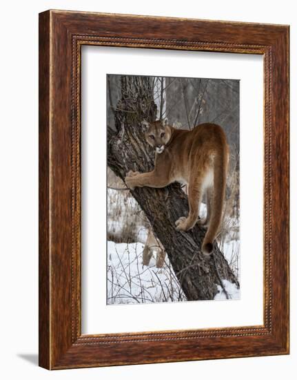 USA, Minnesota, Sandstone. Cougar climbing tree.-Hollice Looney-Framed Photographic Print