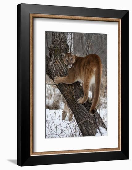 USA, Minnesota, Sandstone. Cougar climbing tree.-Hollice Looney-Framed Photographic Print