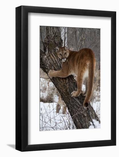 USA, Minnesota, Sandstone. Cougar climbing tree.-Hollice Looney-Framed Photographic Print