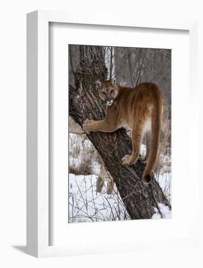 USA, Minnesota, Sandstone. Cougar climbing tree.-Hollice Looney-Framed Photographic Print