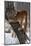 USA, Minnesota, Sandstone. Cougar climbing tree.-Hollice Looney-Mounted Photographic Print