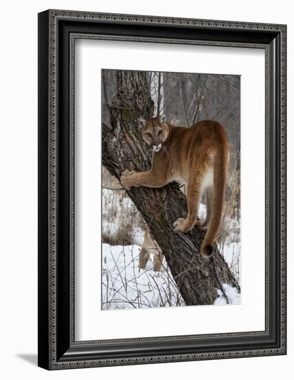 USA, Minnesota, Sandstone. Cougar climbing tree.-Hollice Looney-Framed Photographic Print