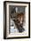 USA, Minnesota, Sandstone. Cougar climbing tree.-Hollice Looney-Framed Photographic Print