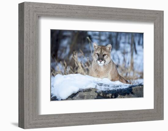 USA, Minnesota, Sandstone. Cougar on alert-Hollice Looney-Framed Photographic Print