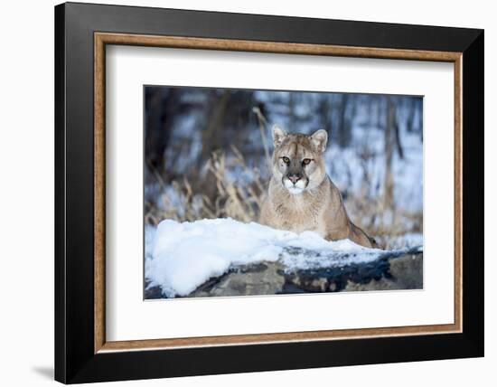 USA, Minnesota, Sandstone. Cougar on alert-Hollice Looney-Framed Photographic Print