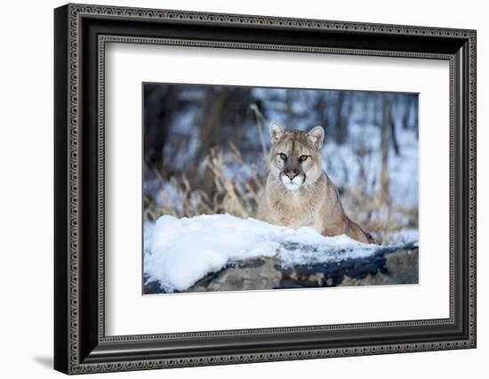 USA, Minnesota, Sandstone. Cougar on alert-Hollice Looney-Framed Photographic Print