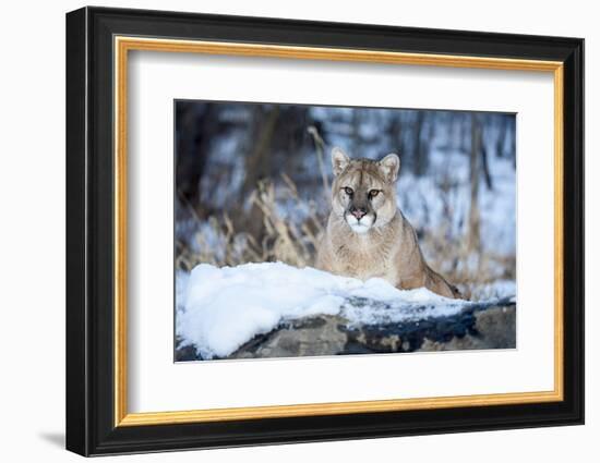 USA, Minnesota, Sandstone. Cougar on alert-Hollice Looney-Framed Photographic Print