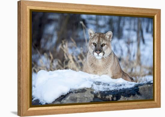 USA, Minnesota, Sandstone. Cougar on alert-Hollice Looney-Framed Premier Image Canvas