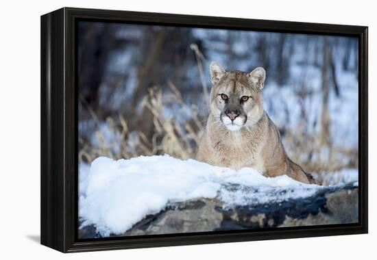 USA, Minnesota, Sandstone. Cougar on alert-Hollice Looney-Framed Premier Image Canvas