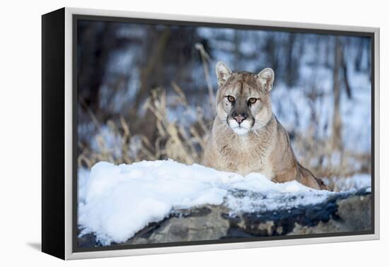 USA, Minnesota, Sandstone. Cougar on alert-Hollice Looney-Framed Premier Image Canvas