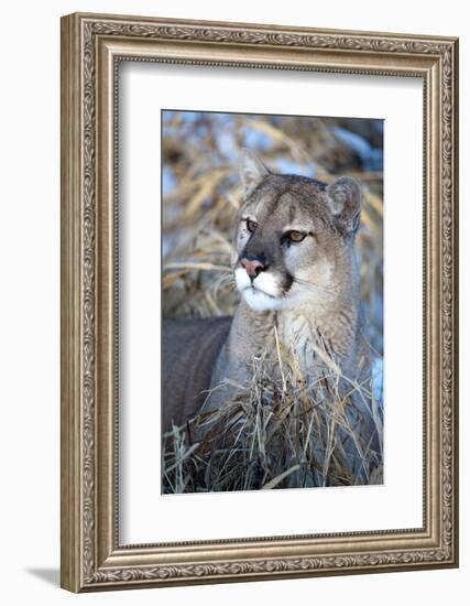 USA, Minnesota, Sandstone. Cougar resting in grass-Hollice Looney-Framed Photographic Print